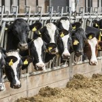 cattle in stalls