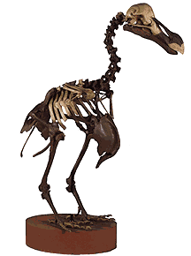 I think my HIP is defective!