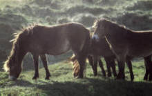 pony tales